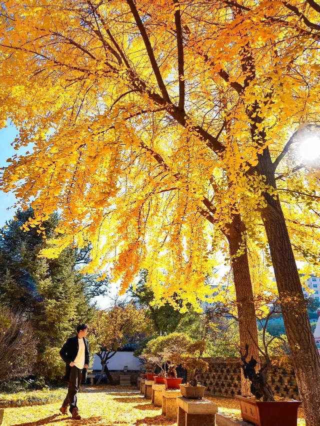 A century-old ginkgo tree in the bustling city of Boshan, Zibo: A quiet corner of beauty. 