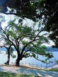 廣東的「小洱海」——東莞同沙生態園遊玩攻略。