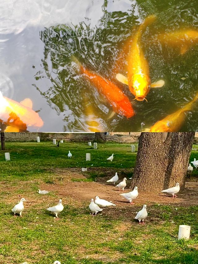 在鄭州夢溪園被我找到了。
