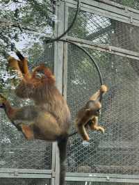 重慶動物園 免 門票了。