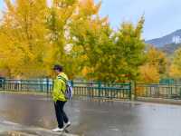 來大洪山看銀杏吧！