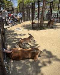 Nagoya Travel Guide: Higashiyama Zoo and Botanical Gardens