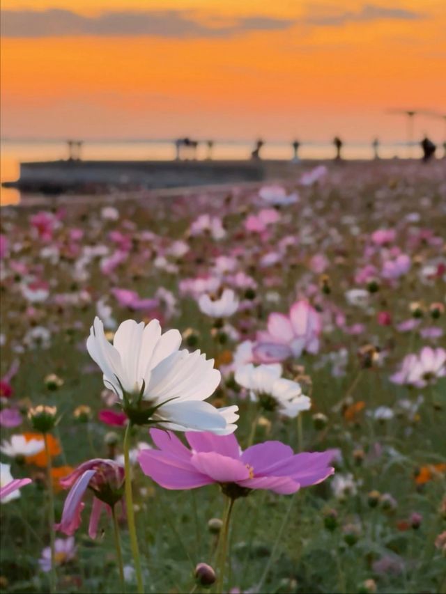 11.23直播｜淀山湖花海落日，出發前必看攻略。