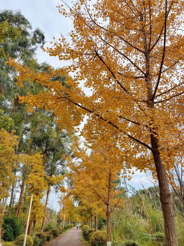 成都白鹭灣濕地公園 | 秋末盛景🪶。