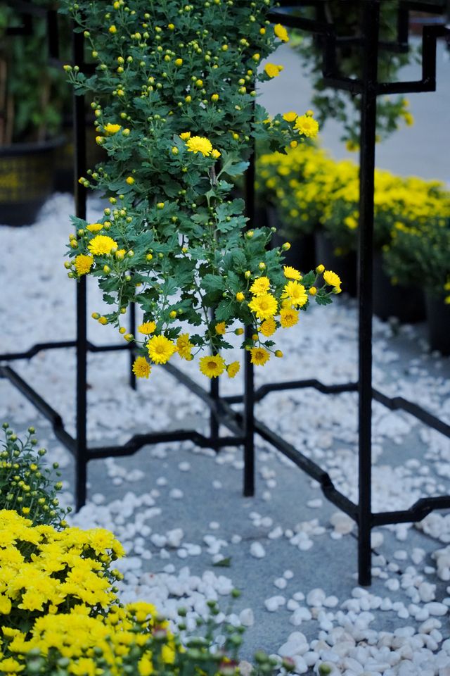 菊花展｜黃花崗公園｜廣州閒逛好去處。