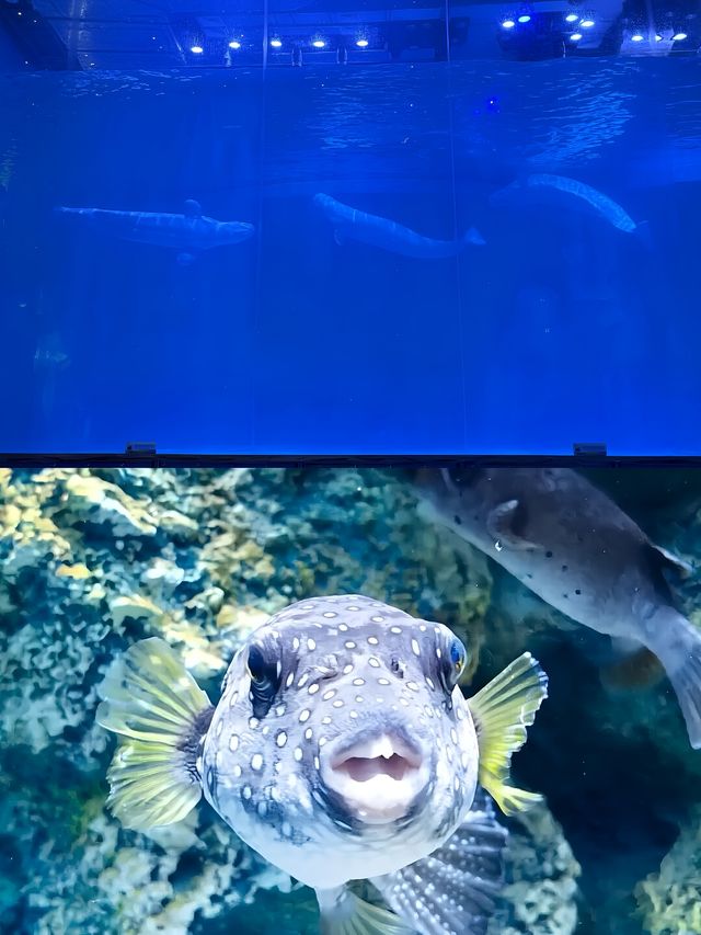 周末遛娃 | 深圳小梅沙海洋世界。