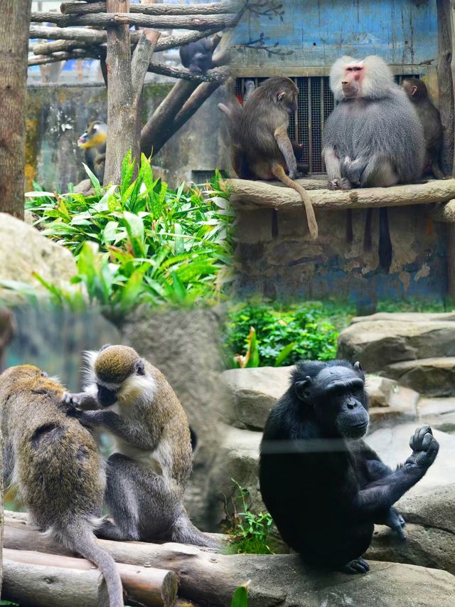 神奇動物在成都｜與自然零距離接觸