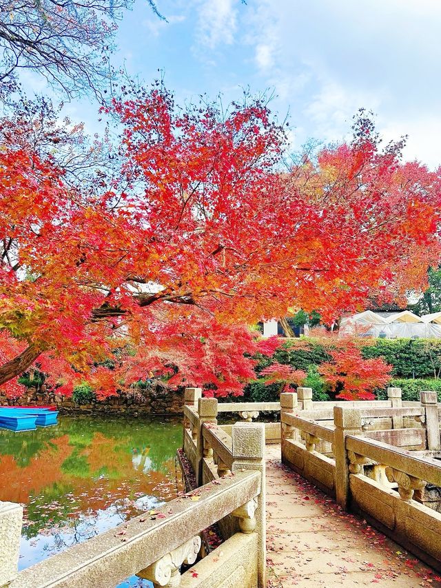 蘇州紅葉，秋日裡的詩情畫意