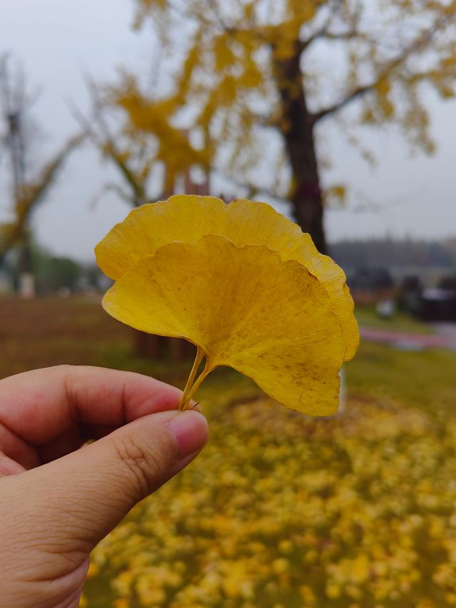 松雅湖 | 來赴一場紅杉與銀杏的浪漫約會吧！