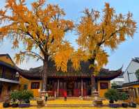定慧寺千年銀杏：金秋禪意之美
