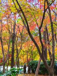 銀杏進入尾聲，秋霞圃的紅葉正當時