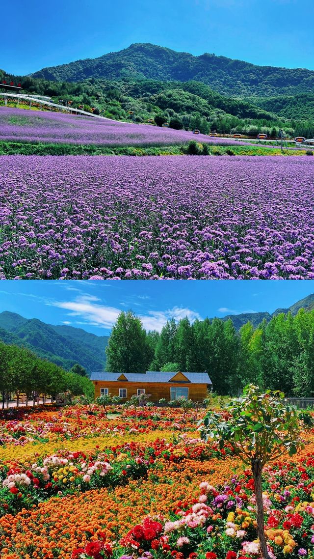 大美青海七里寺花海。化名為夏天的綠。