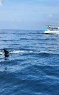 Magical Experience of Whale Watching in Mirissa
