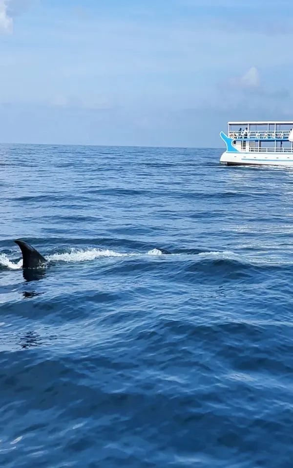 Magical Experience of Whale Watching in Mirissa