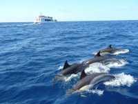 Whale Watching in Mirissa, Sri Lanka