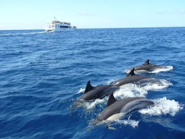 Whale Watching in Mirissa, Sri Lanka