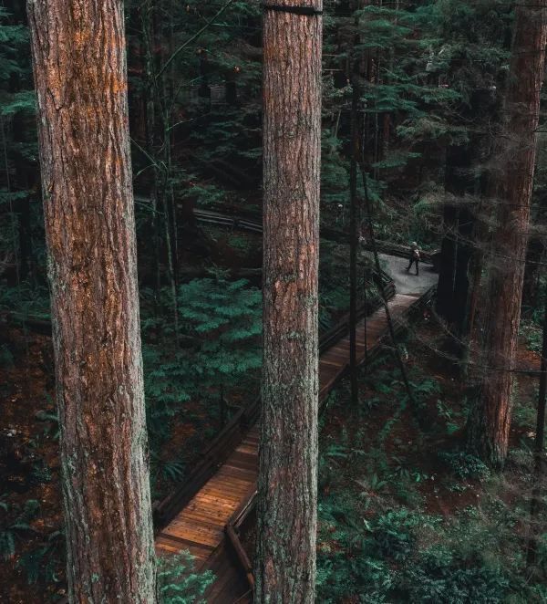 Discover the Capilano Suspension Bridge in Vancouver