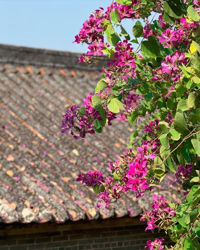 長岐古村，時光裡的詩意畫卷