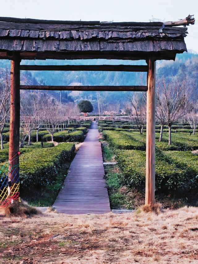 官庄·辰龍關‖一大片寧靜怡人的茶園基地
