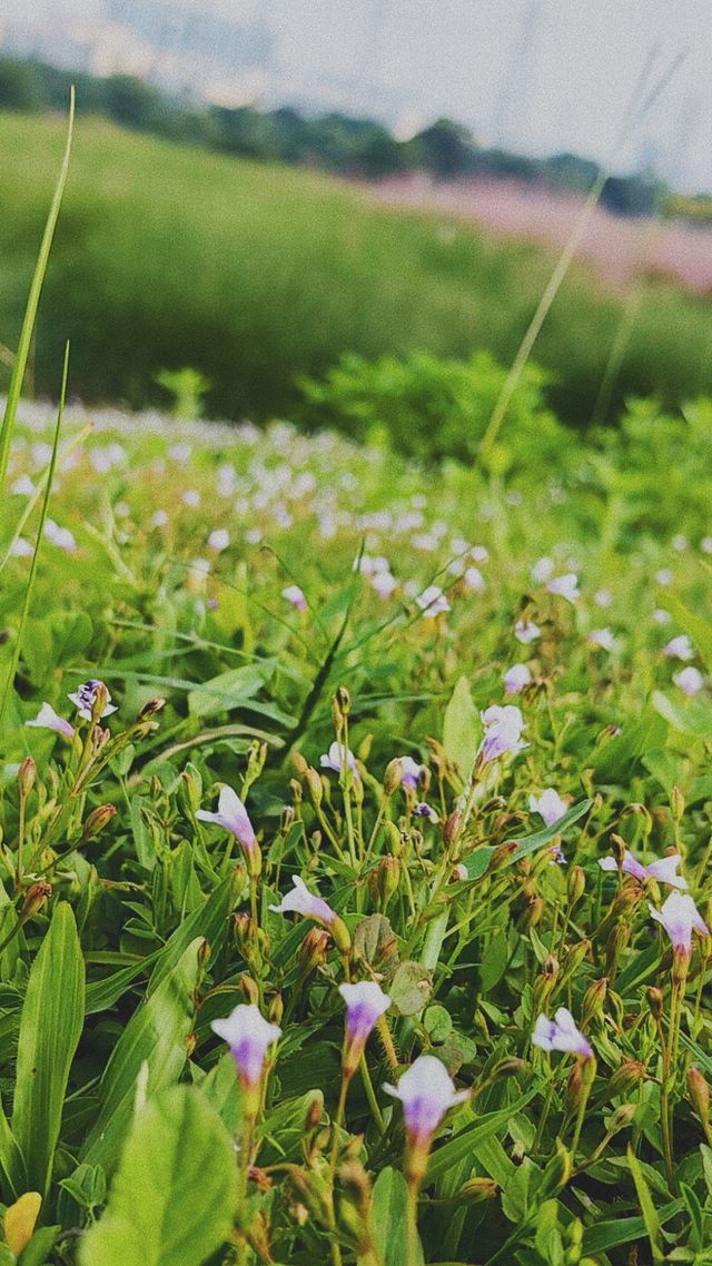《徒步石岩湖陌上花開公園：探尋未知的美麗》
