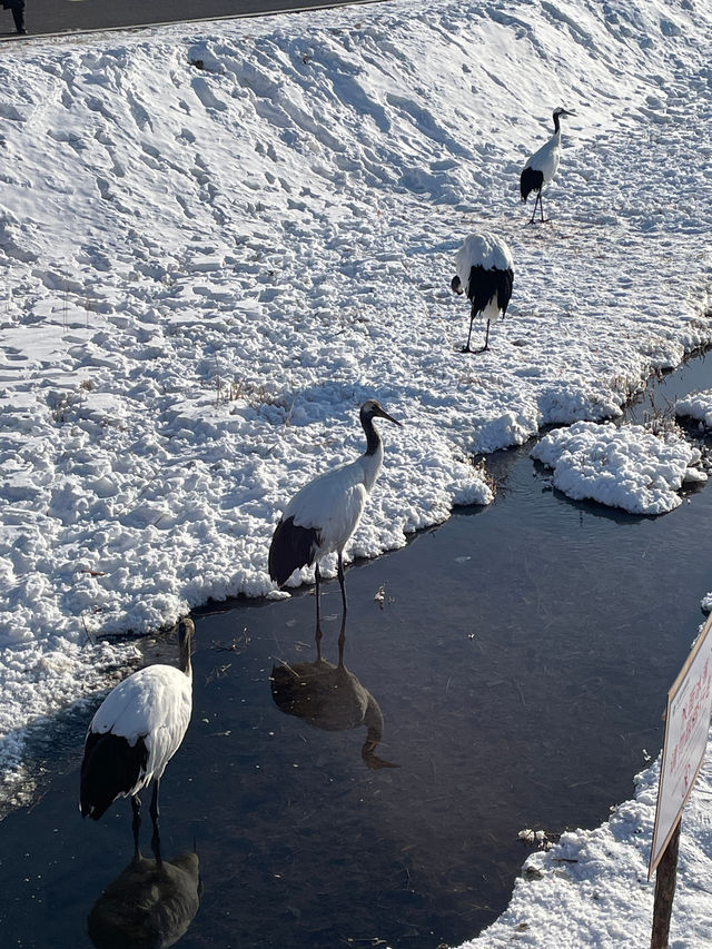 冬天一定來趟扎龍，看雪中鶴舞