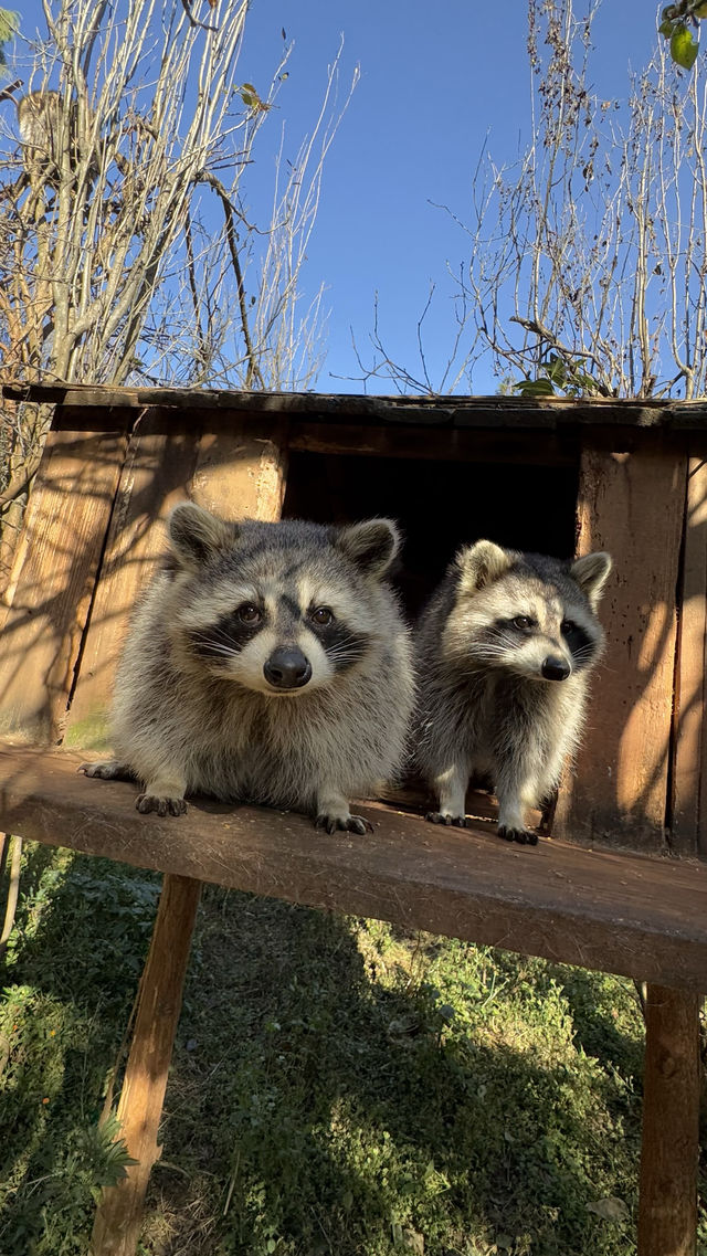 雲南野生動物園