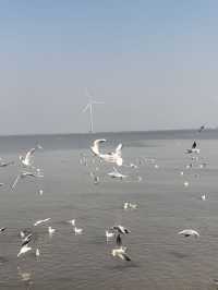 自駕天津東疆親海公園，帶娃看海鷗