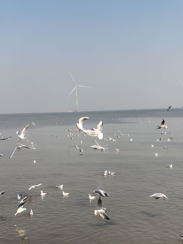 自駕天津東疆親海公園，帶娃看海鷗