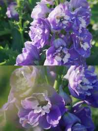 廣州文化公園 | 趁著好天氣趕緊去看花展吧