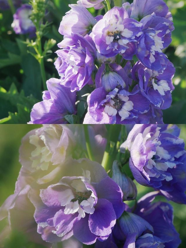 廣州文化公園 | 趁著好天氣趕緊去看花展吧