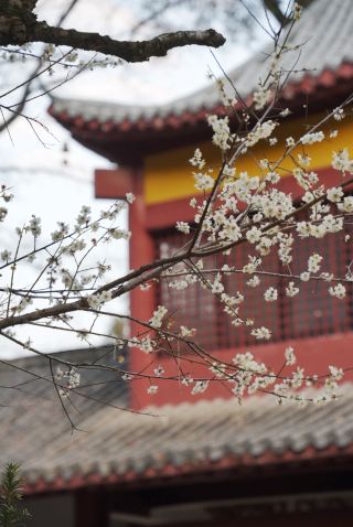 Ancient Post Road Plum Blossom Viewing