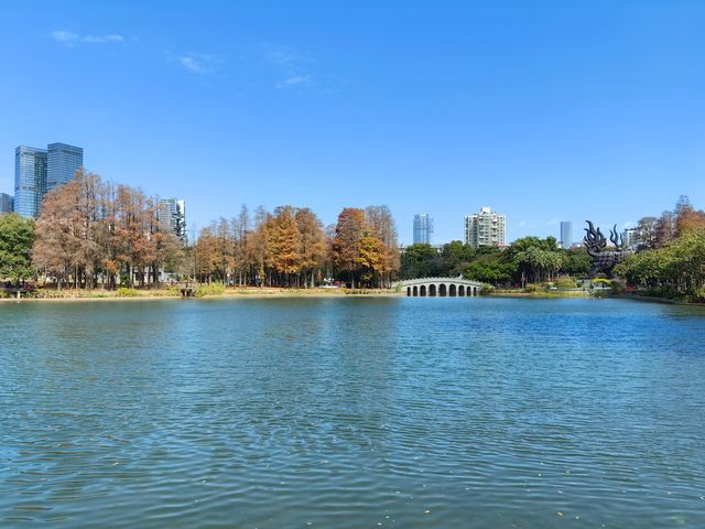 落羽杉