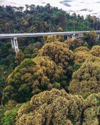 探秘馬來西亞最高公路旁的秘境森林，必打卡的治癒系行山路線！