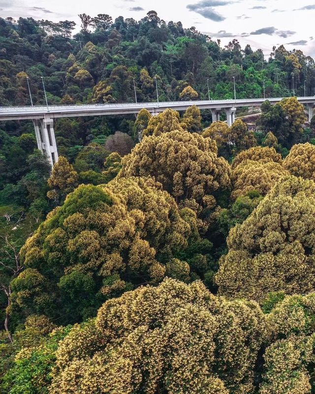 探秘馬來西亞最高公路旁的秘境森林，必打卡的治癒系行山路線！
