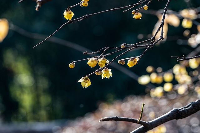 真如公園蠟梅展