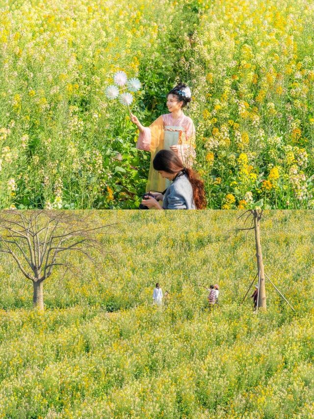 廣州油菜花海