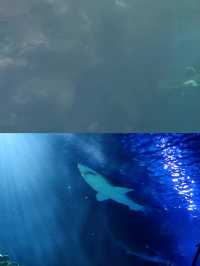 休斯頓市中心水族館的旅遊攻略