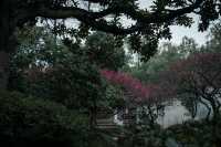 【上海青浦曲水園】雨中江南,絕美打卡地!