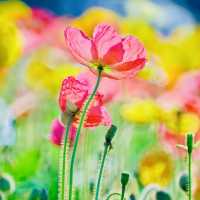 冬季花城廣州與鮮花的邂逅 