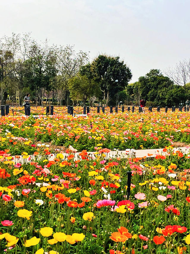 地鐵直達廣州海珠濕地公園虞美人花海