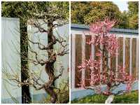 上海，仲去世紀公園？莘莊梅園靚到暈！