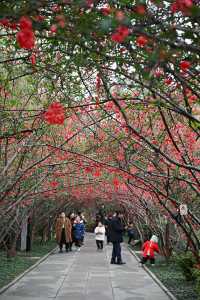 成都棠湖公園｜海棠花即將迎來最佳觀賞期！