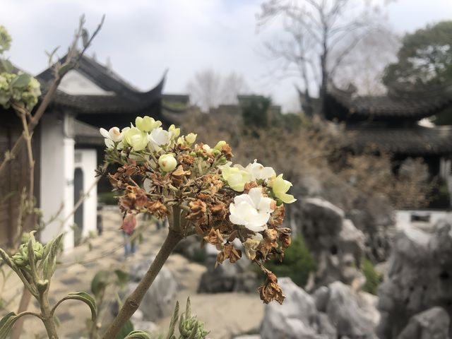 南京｜愚園的春天