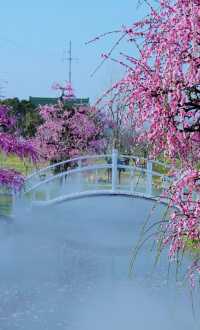 花星球