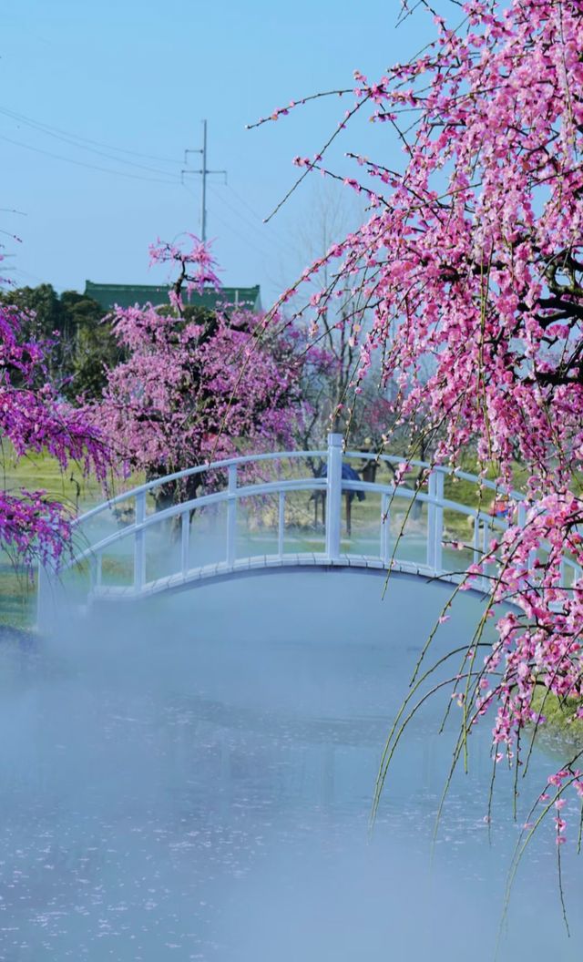 花星球