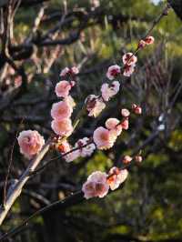 東京早春萬勿錯過：芝公園古梅正當時