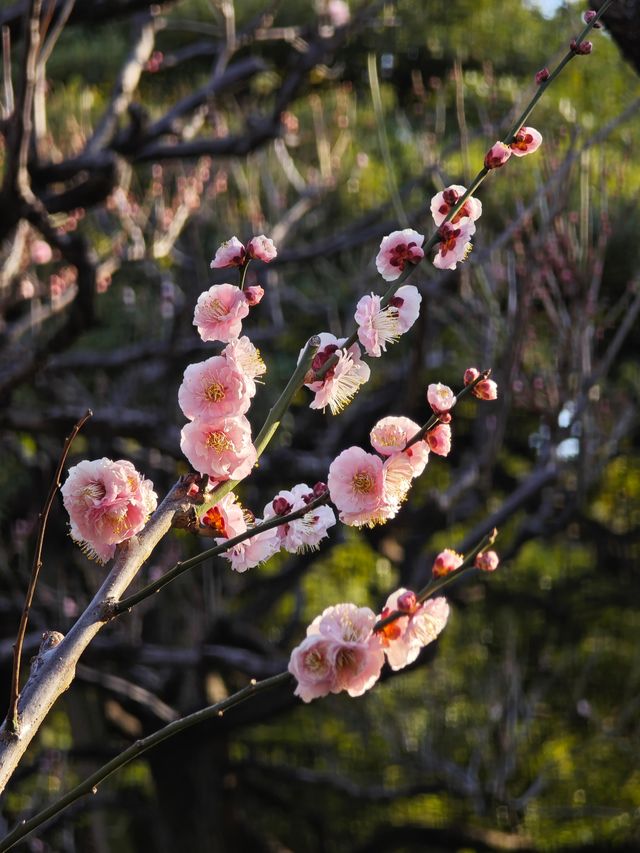 東京早春萬勿錯過：芝公園古梅正當時