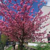 🌸【札幌櫻花夢境】🌸