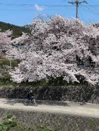 藏在京都北邊的浪漫🌸 本地人私藏賞櫻地