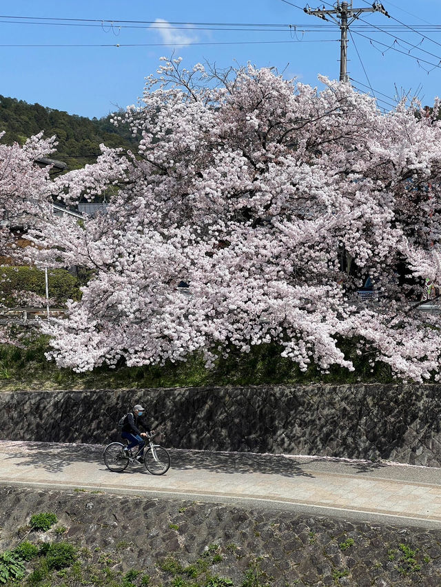 藏在京都北邊的浪漫🌸 本地人私藏賞櫻地